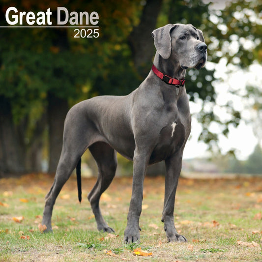 Great Dane Wall Calendar 2025