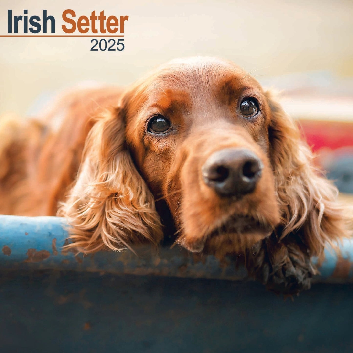 Irish Setter Wall Calendar 2025