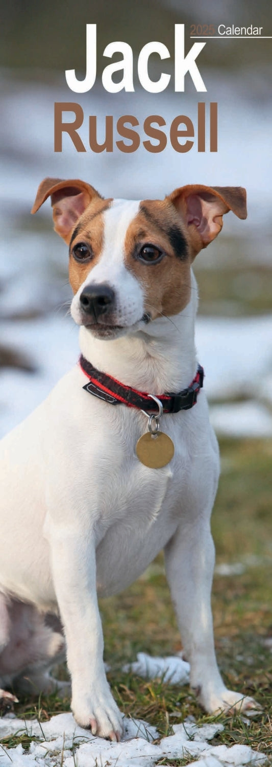 Jack Russell Slim Calendar 2025