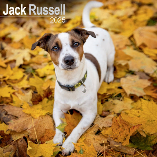 Jack Russell Wall Calendar 2025