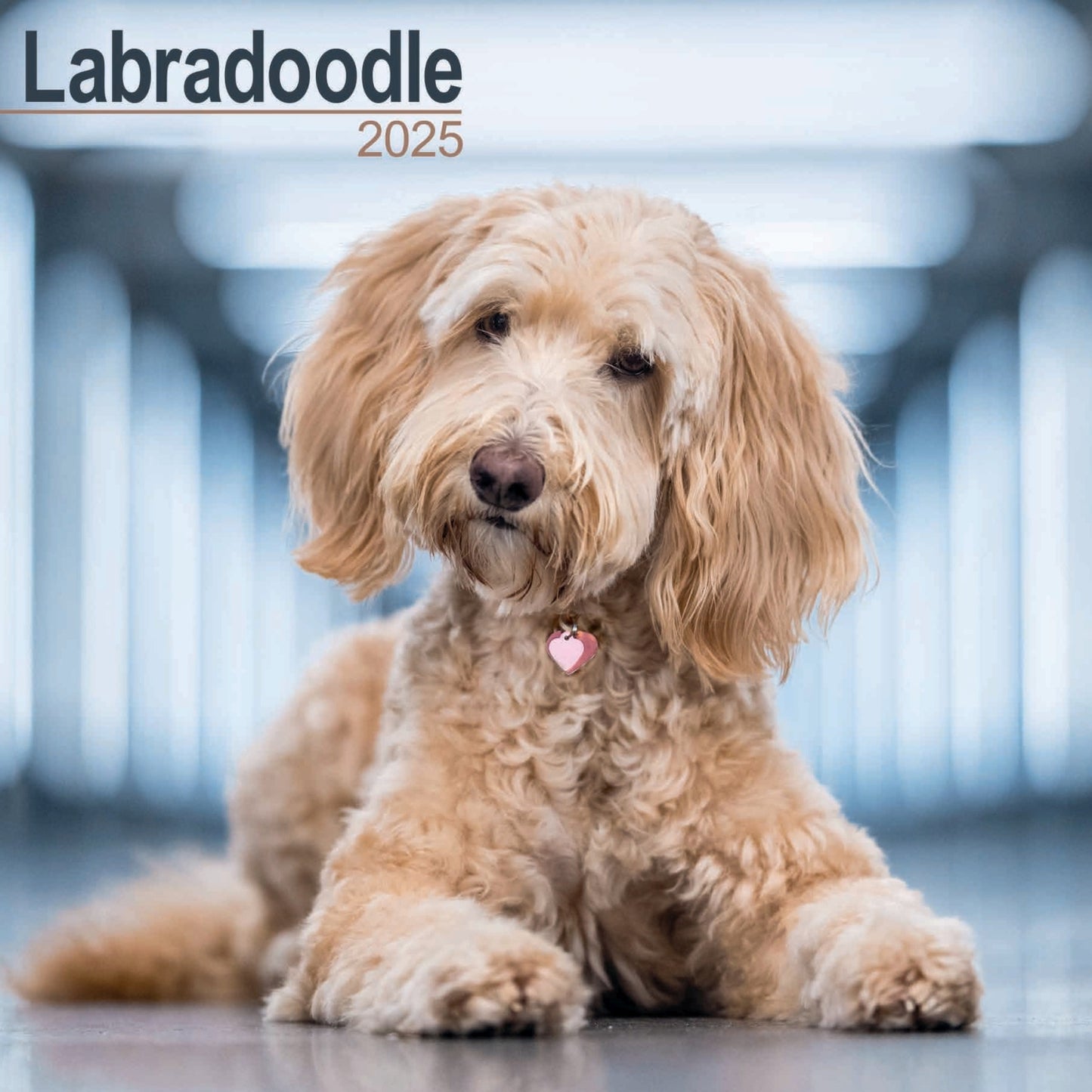 Labradoodle Wall Calendar 2025