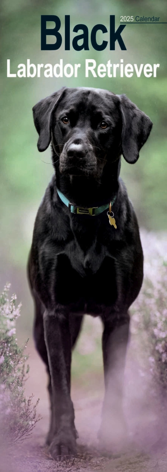 Labrador Retriever Black Slim Calendar 2025