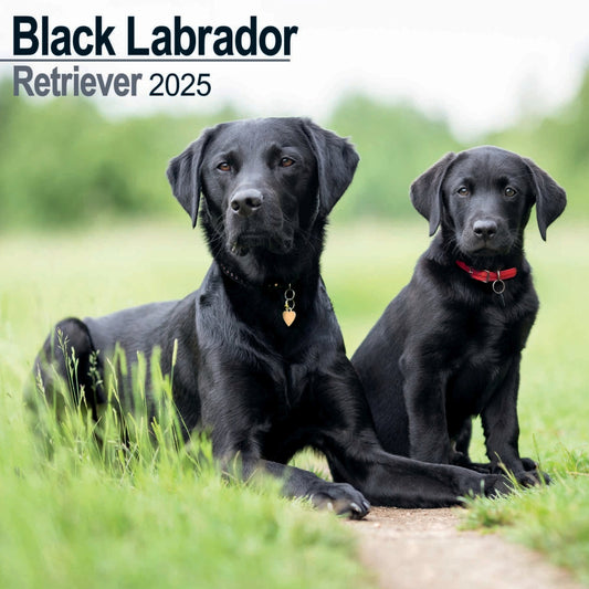 Labrador Retriever Black Wall Calendar 2025