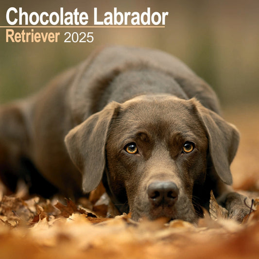 Labrador Retriever Chocolate Wall Calendar 2025