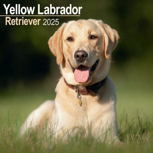 Labrador Retriever Yellow Wall Calendar 2025