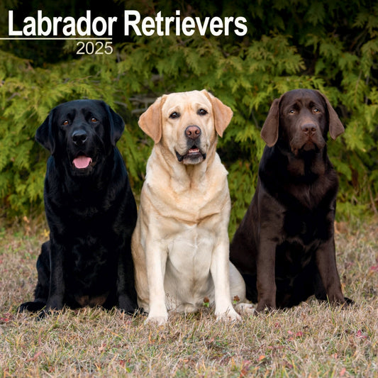 Labrador Retrievers Wall Calendar 2025