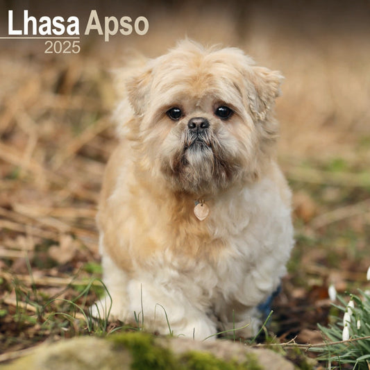 Lhasa Apso Wall Calendar 2025