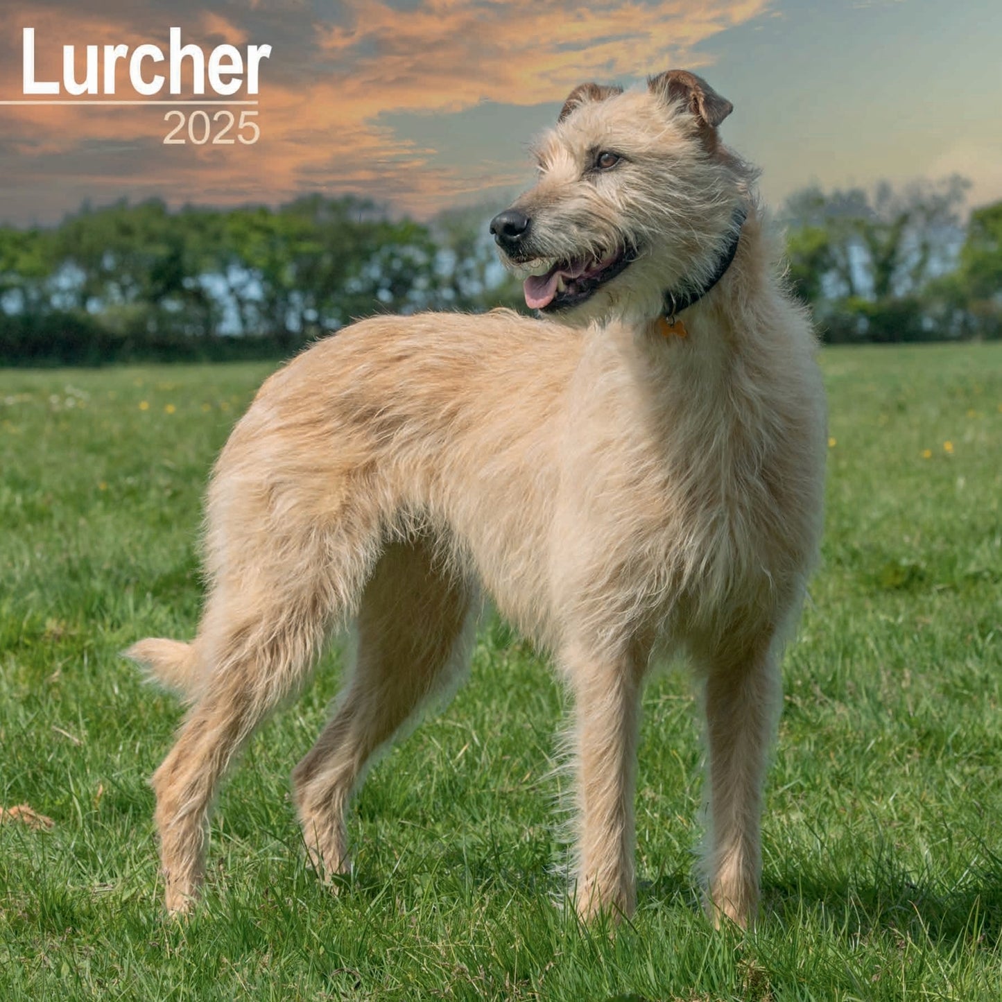 Lurcher Wall Calendar 2025