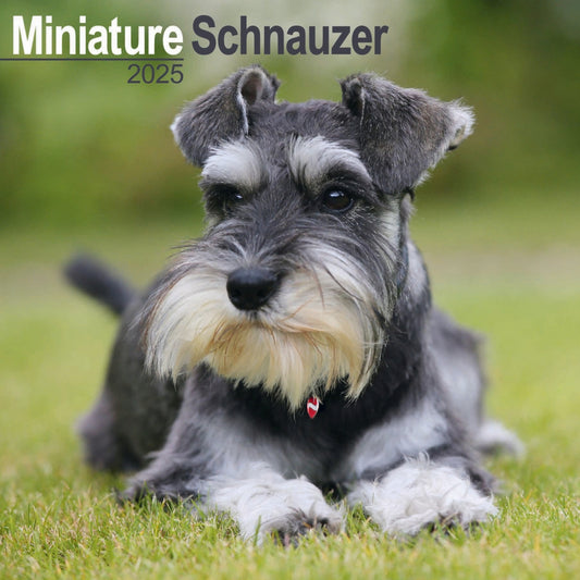 Miniature Schnauzer Wall Calendar 2025