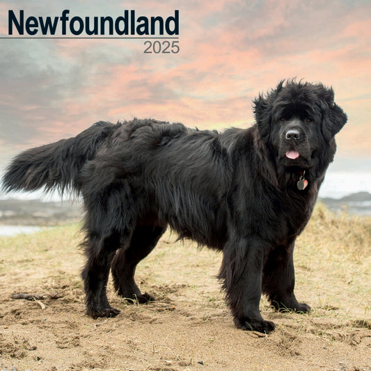 Newfoundland Wall Calendar 2025