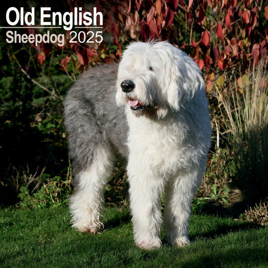 Old English Sheepdog Wall Calendar 2025