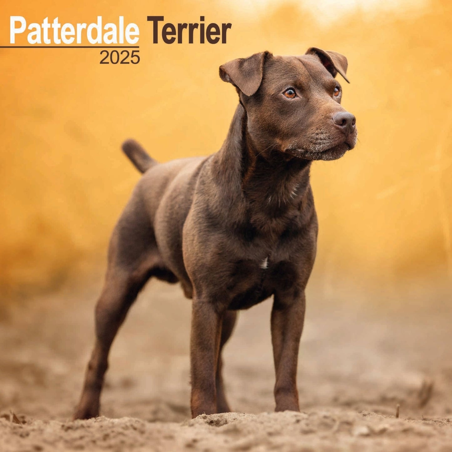 Patterdale Terriers Wall Calendar 2025