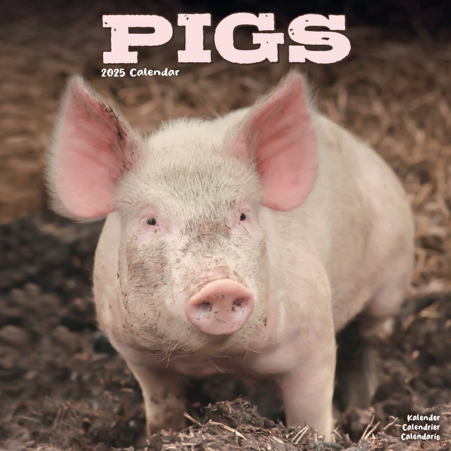 Pigs Wall Calendar 2025