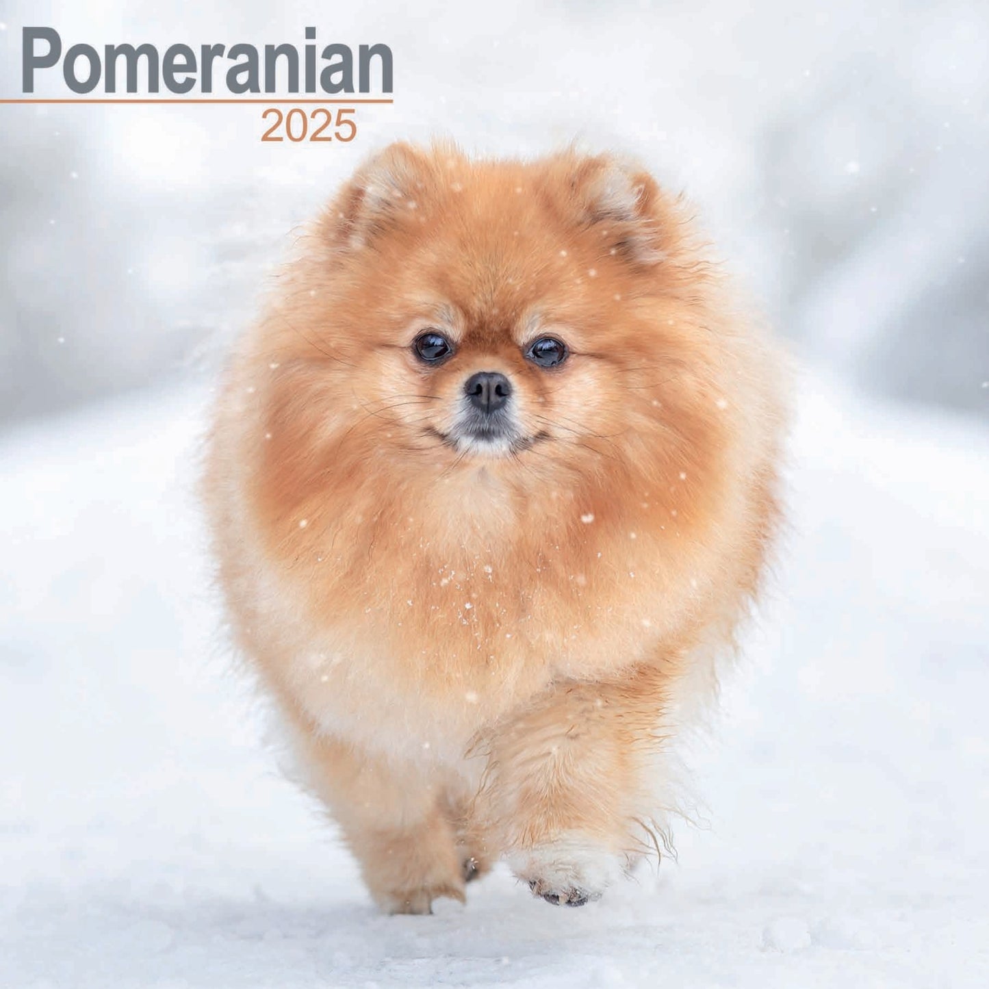 Pomeranian Wall Calendar 2025