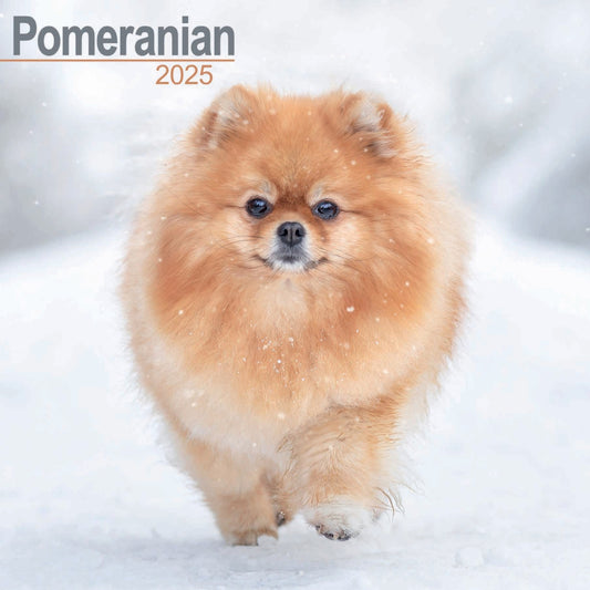 Pomeranian Wall Calendar 2025