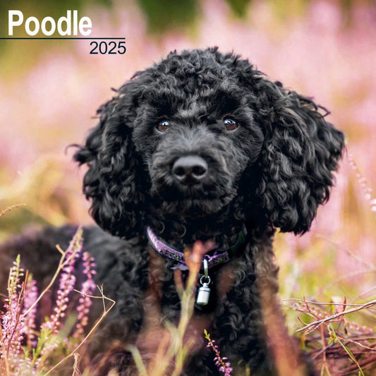 Poodle Wall Calendar 2025