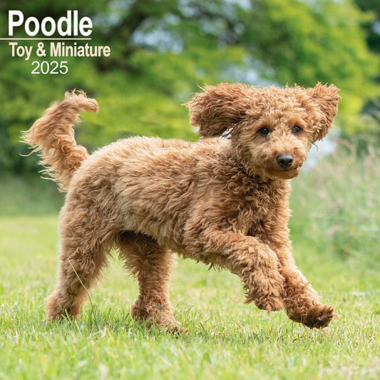 Poodle, Toy & Miniature Wall Calendar 2025