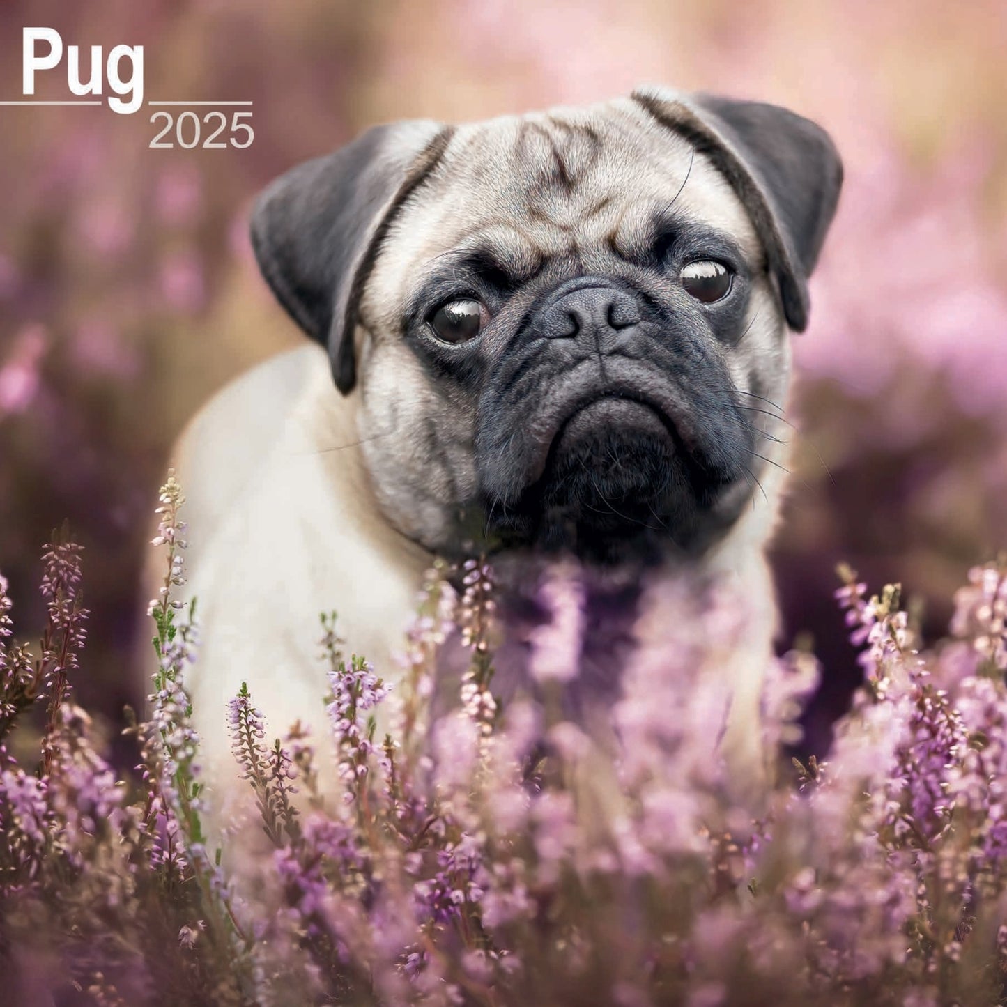 Pug Wall Calendar 2025