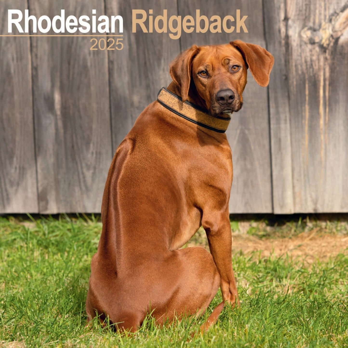 Rhodesian Ridgeback Wall Calendar 2025