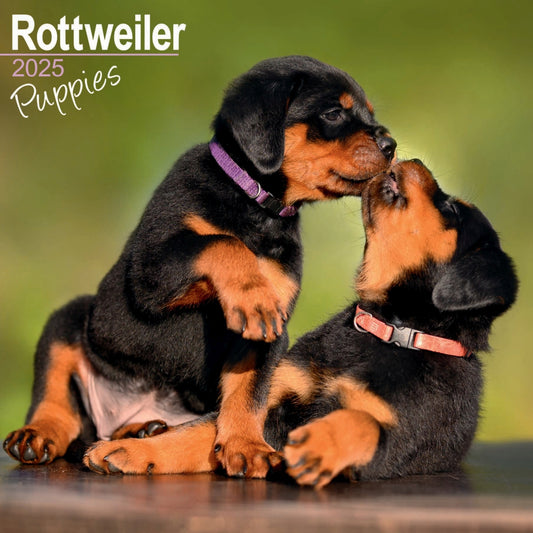 Rottweiler Puppies Wall Calendar 2025