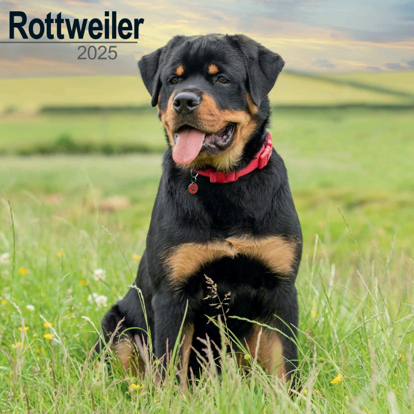 Rottweiler Wall Calendar 2025