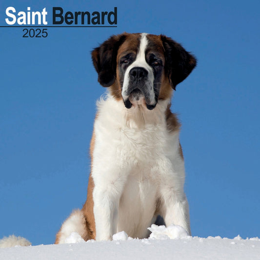 Saint Bernard Wall Calendar 2025