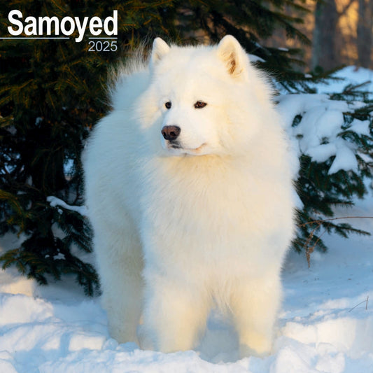 Samoyed Wall Calendar 2025