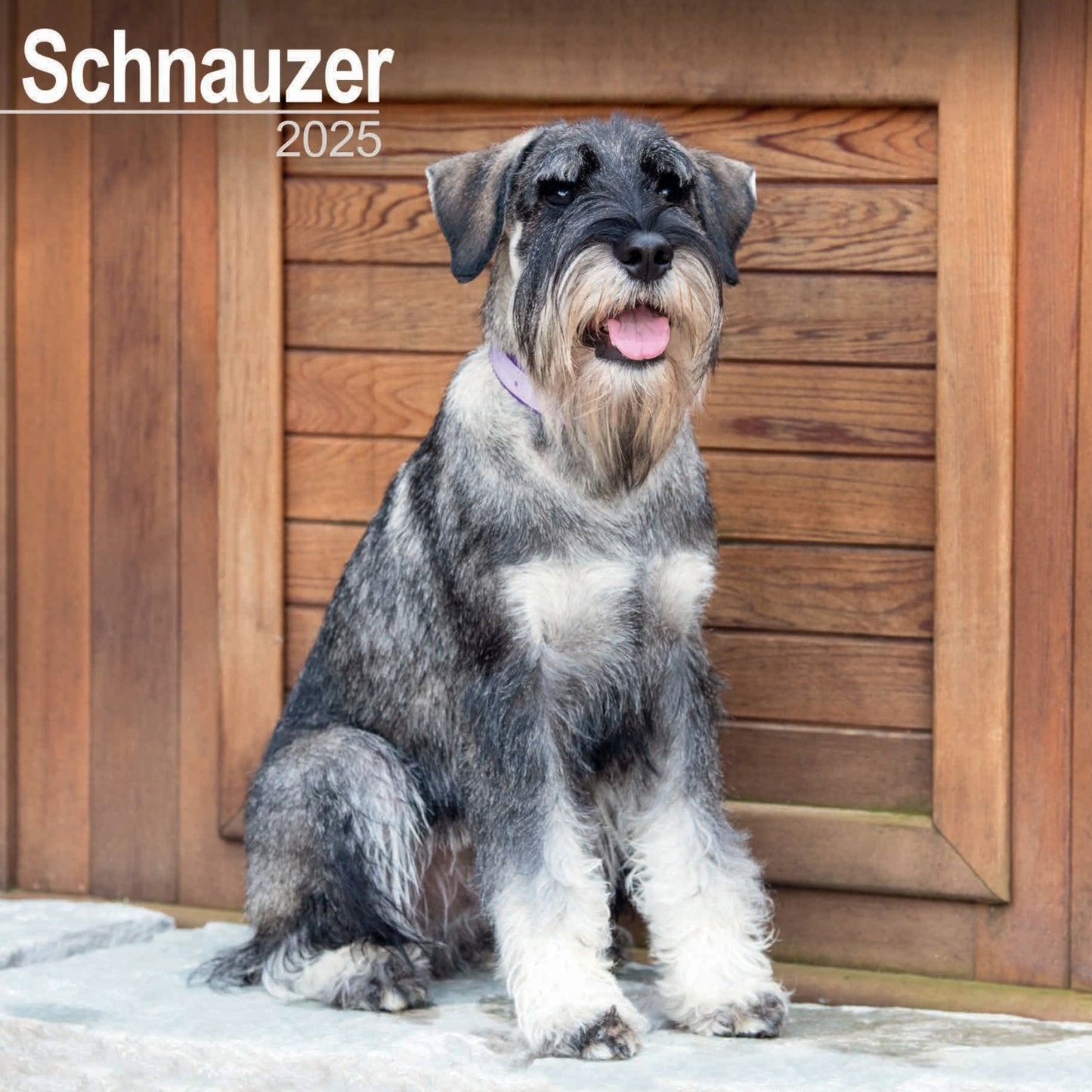 Schnauzers Wall Calendar 2025