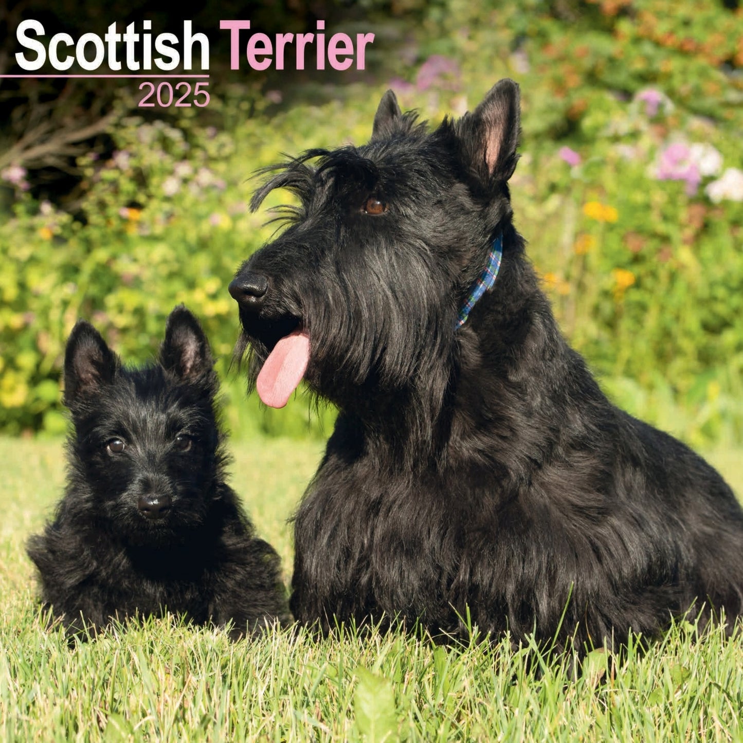 Scottish Terrier Wall Calendar 2025