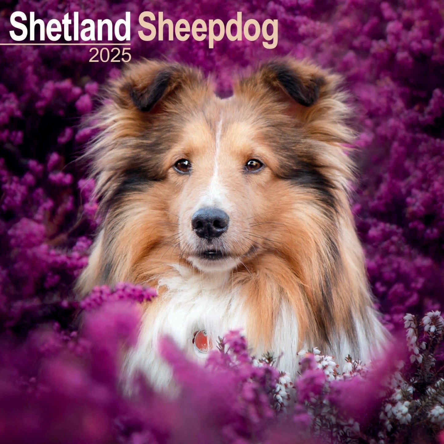 Shetland Sheepdog Wall Calendar 2025