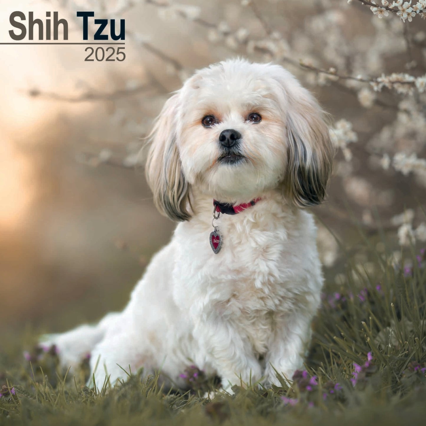 Shih Tzu Wall Calendar 2025