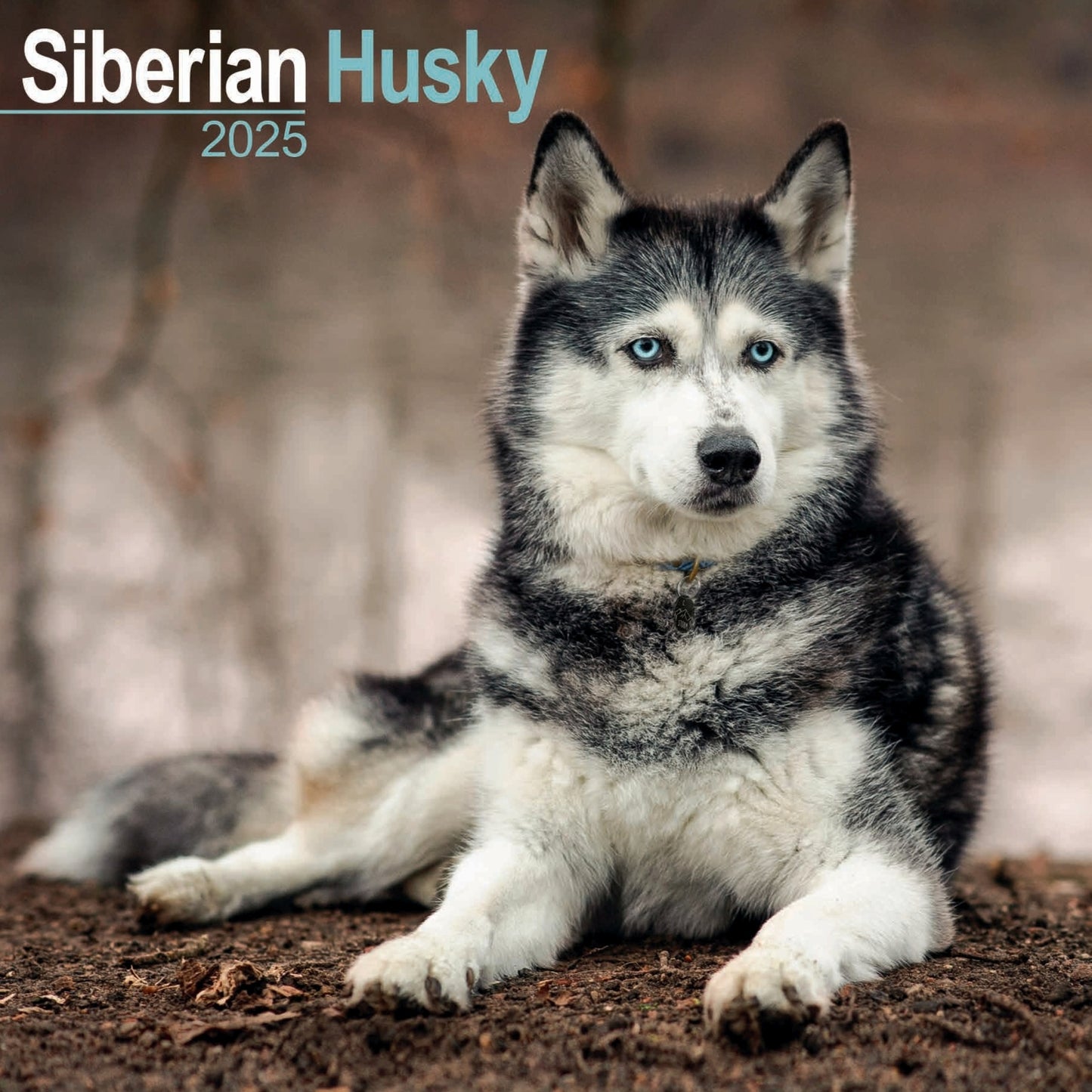 Siberian Husky Wall Calendar 2025