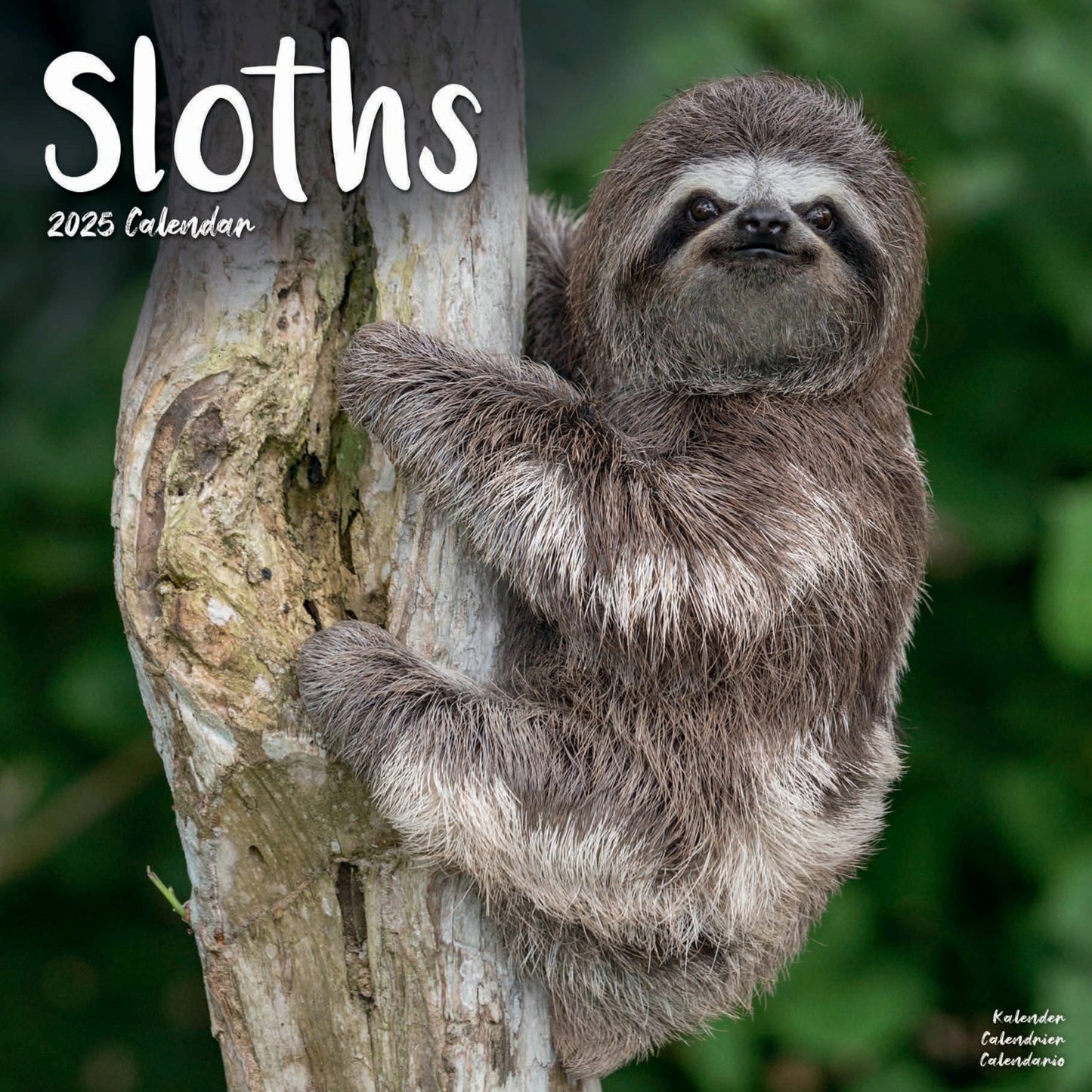 Sloths Wall Calendar 2025