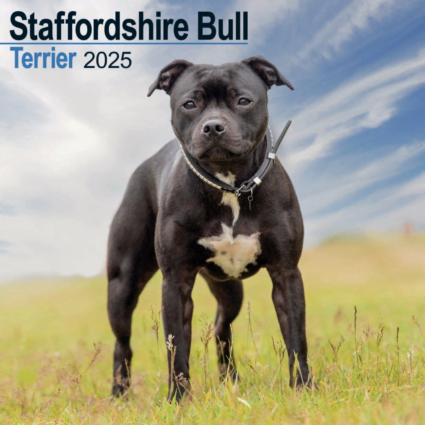 Staffordshire Bull Terrier Wall Calendar 2025