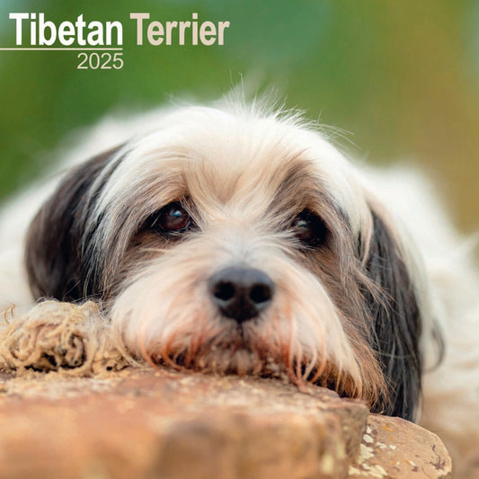 Tibetan Terrier Wall Calendar 2025