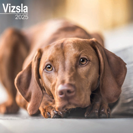 Vizsla Wall Calendar 2025