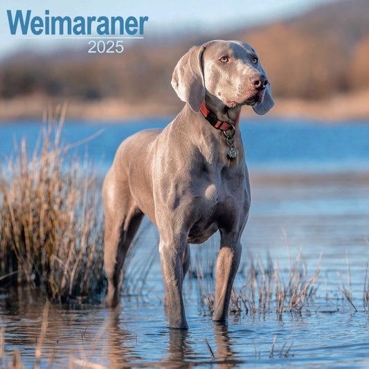 Weimaraner Wall Calendar 2025