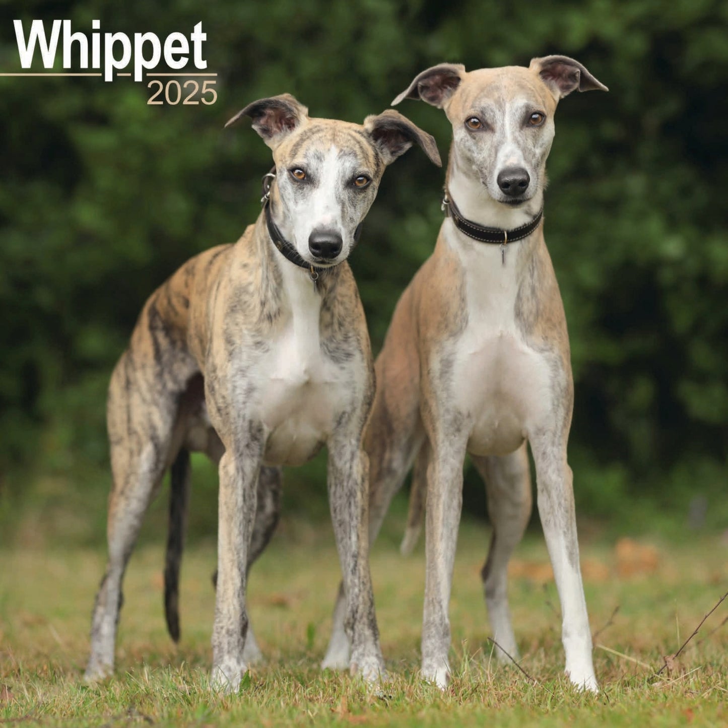 Whippet Wall Calendar 2025