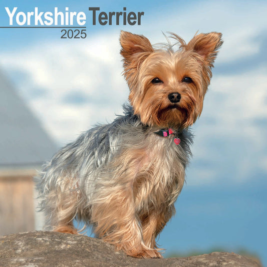 Yorkshire Terrier Wall Calendar 2025