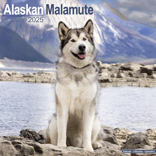 Alaskan Malamute Wall Calendar 2025